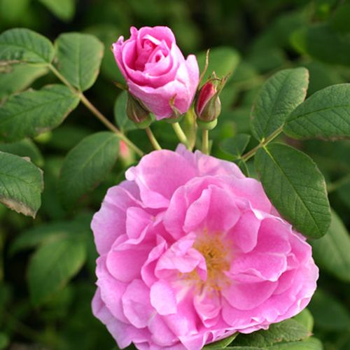Rosa Thérèse Bugnet - ružová - Stromkové ruže,  kvety kvitnú v skupinkáchstromková ruža s kríkovitou tvarou koruny